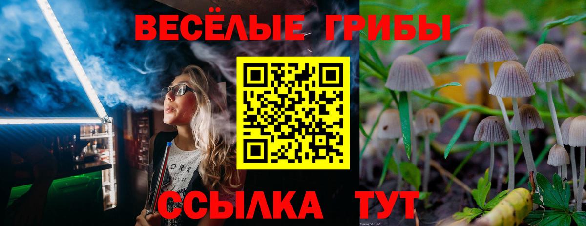 Галлюциногенные грибы Psilocybe Железногорск